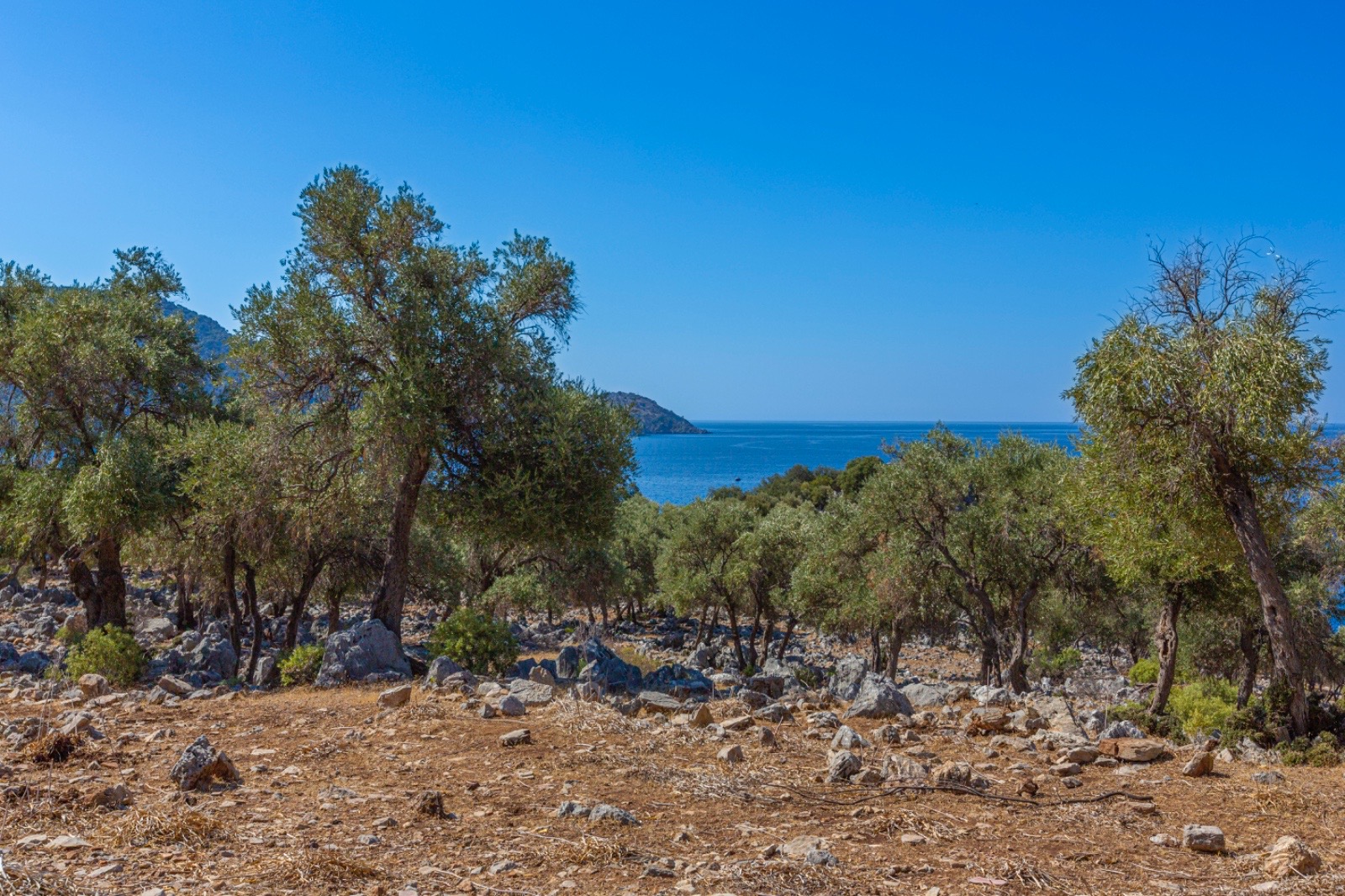 10,144 m² Olive Grove by the Sea, Surrounded by Unique Nature in Ortaca, Muğla