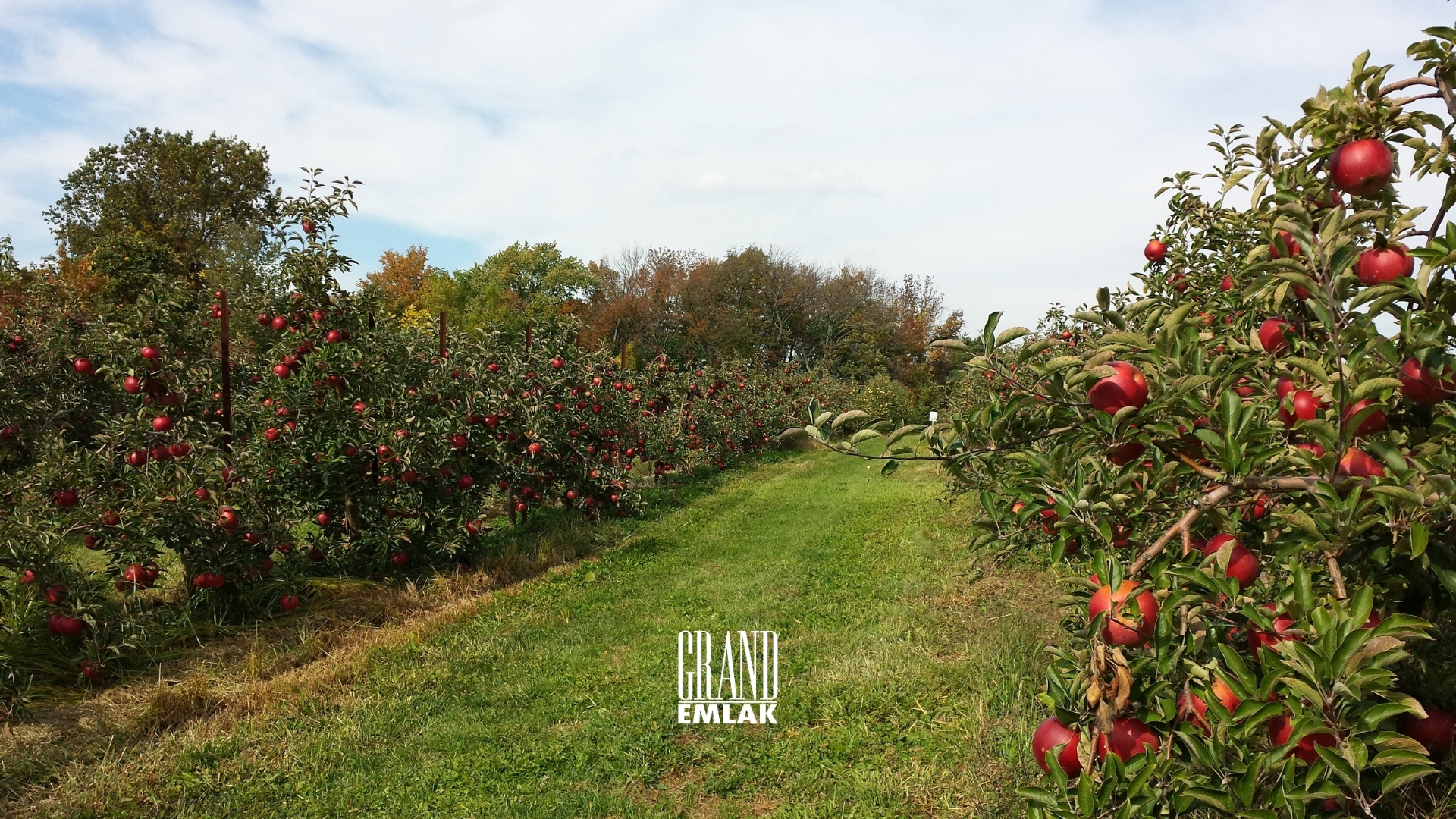 41-Acre Fruit Orchard for Sale in Akşehir, Konya — Akşehir, Konya